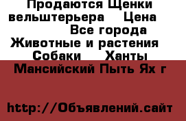 Продаются Щенки вельштерьера  › Цена ­ 27 000 - Все города Животные и растения » Собаки   . Ханты-Мансийский,Пыть-Ях г.